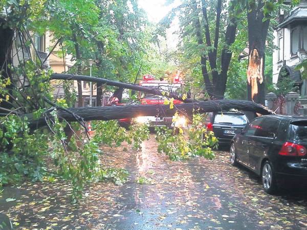 CONSTANŢA: Cum puteţi scăpa de arborii gata să se prăbuşească
