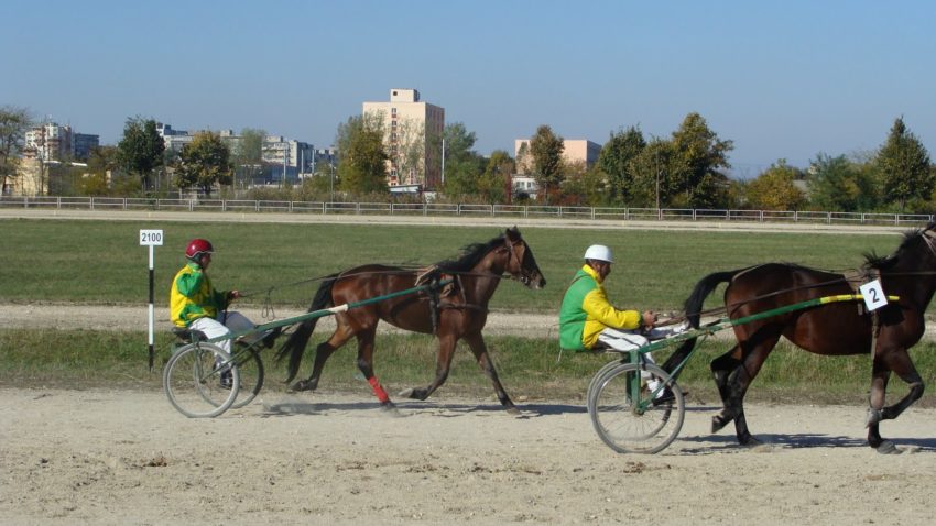 Curse de trap şi galop pe Hipodromul de la Mangalia
