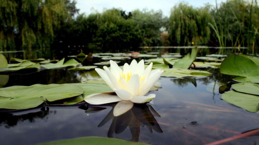 TULCEA: Sanctuar al naturii, la ceas aniversar