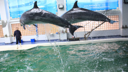 Program de toamnă la Delfinariu