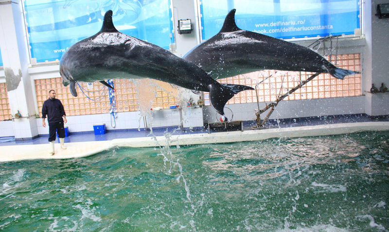 Program de toamnă la Delfinariu