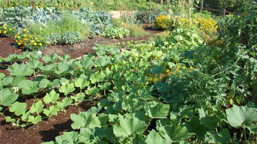 Agenţia de Plăţi şi Intervenţii în Agricultură va elibera adeverinţele de creditare