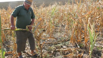 Despăgubirile acordate de stat agricultorilor nu acoperă nici 10% din pagube