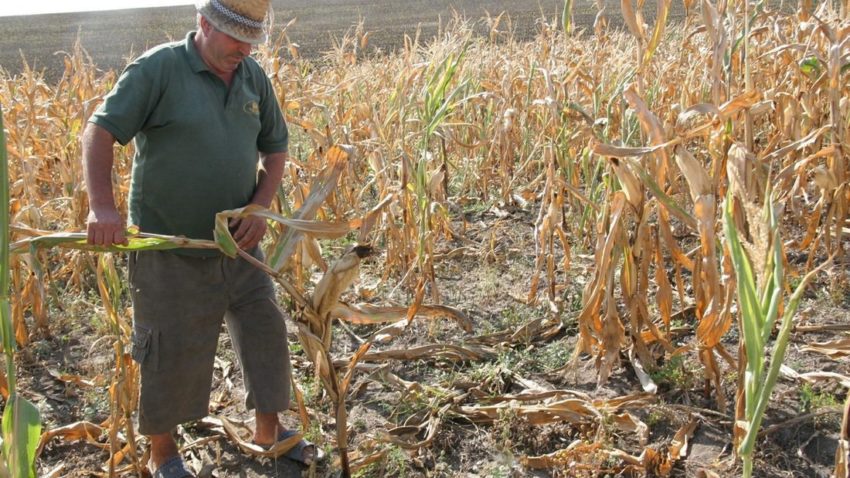 TULCEA: Despăgubiri pentru culturile calamitate din cauza secetei