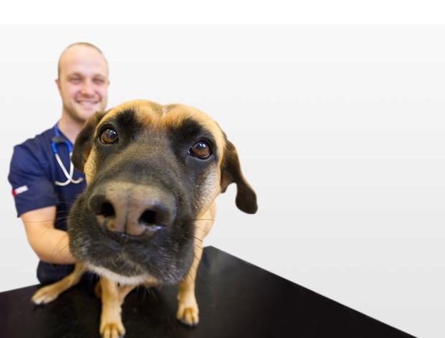 Un nou succes al Sănătăţii: oamenii merg, mai nou, la veterinar