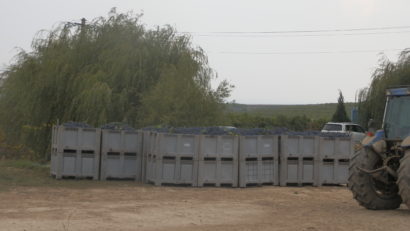 (Audio+foto) Bun e vinul dobrogean
