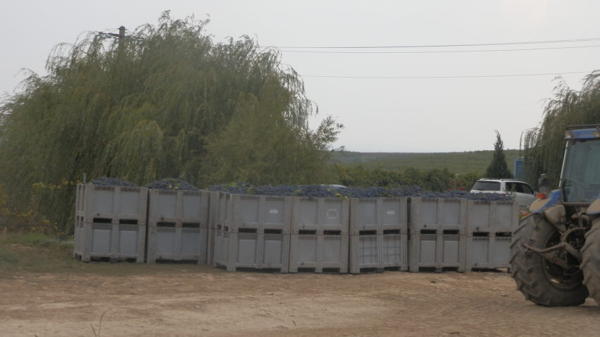 (Audio+foto) Bun e vinul dobrogean