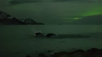 VIDEO – Balene sub „reflectorul” aurorei boreale
