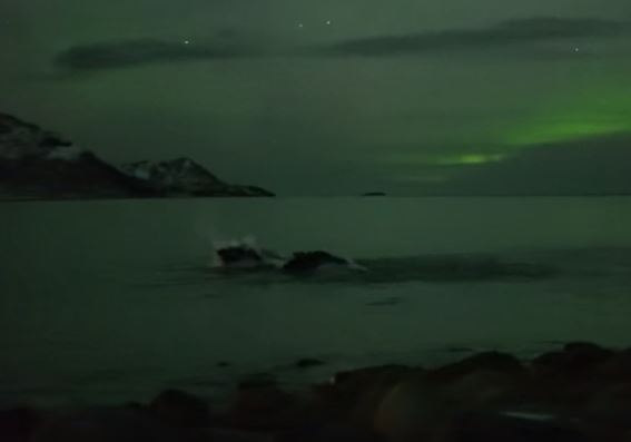 VIDEO – Balene sub „reflectorul” aurorei boreale