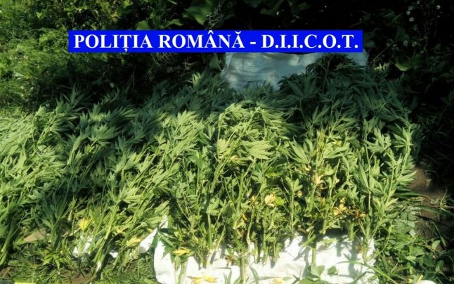 Percheziţii la traficanţi de cannabis