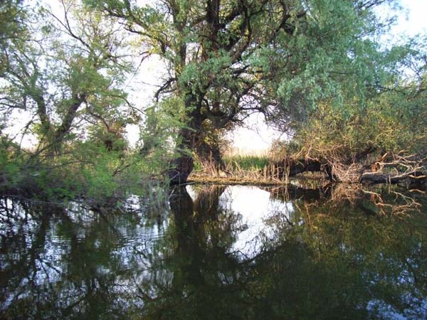 Rezervaţia Transfrontalieră a Deltei Dunării va avea conducere comună