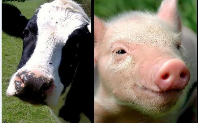 Fermierii primesc bani europeni pentru a-şi promova produsele