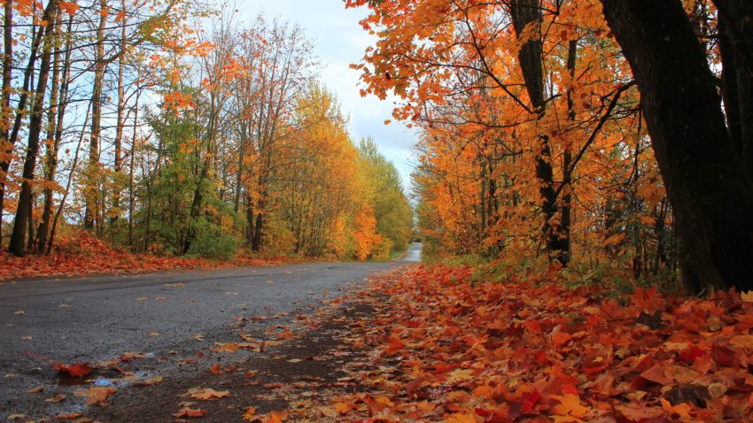 Vreme de bacoviană în Dobrogea