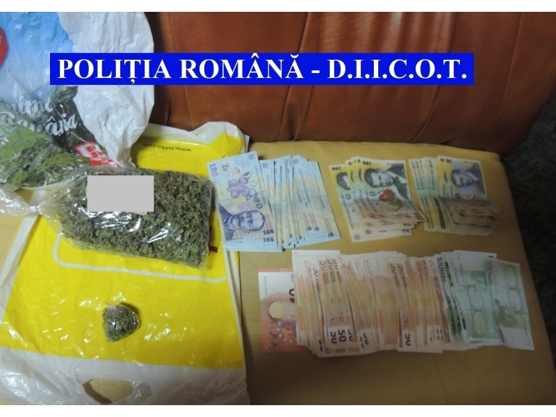 CONSTANŢA. Percheziţii la traficanţi de cannabis (update)