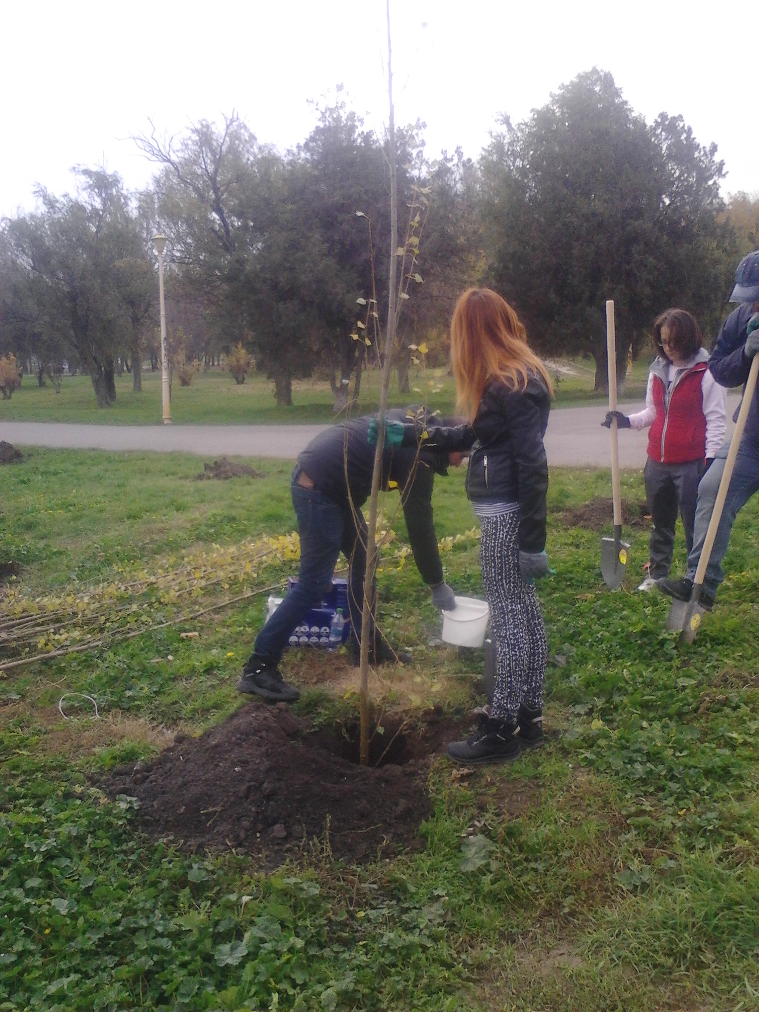 50 de plopi tineri, plantaţi în Parcul Tăbăcăriei