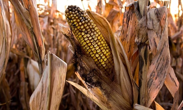 Agricultura României a suferit printre cele mai mari pierderi din Europa