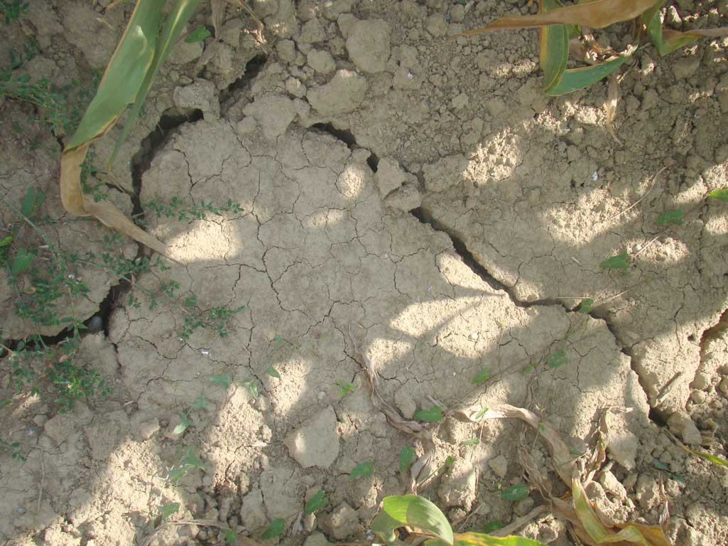 ANM: Veşti proaste pentru agricultori