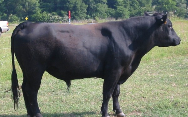 URLUIA. Bărbat omorât de taur