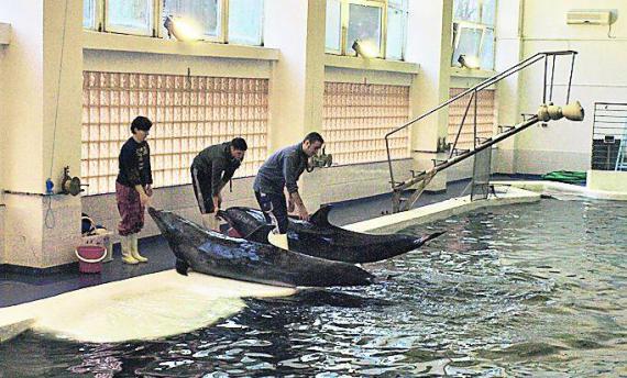 Sistem modern de filtrare a apei la Delfinariu