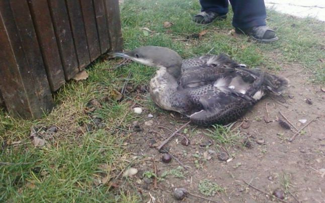 Numai în România este posibil! Rişti dosar penal dacă salvezi animale sălbatice rănite