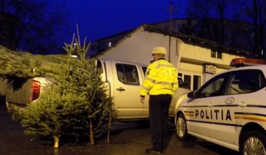 Poliţiştii au confiscat aproape zece mii de pomi de Crăciun