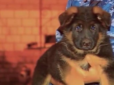 Rusia a făcut cadou Franţei un câine poliţist