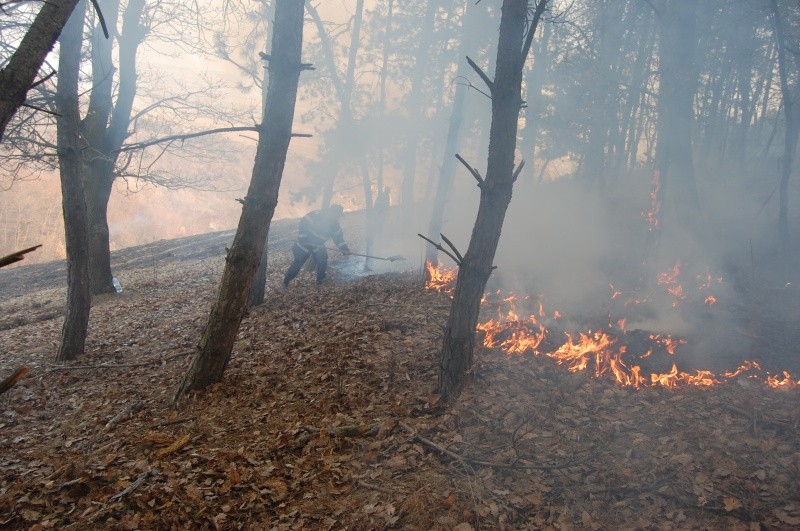 BUZĂU: O pădure a luat foc!