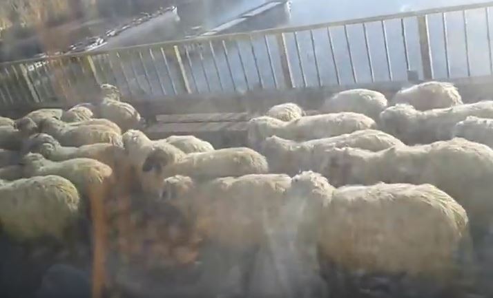 VIDEO – „Transhumanţa” dobrogeană s-a mutat pe Autostrada Soarelui