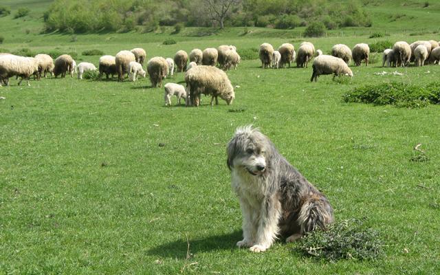 Crescătorii de animale protestează la Parlament