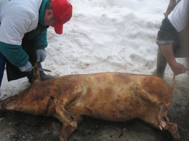 CONSTANȚA: Atenție la carnea de porc! Examenul trichineloscopic vă poate salva viața