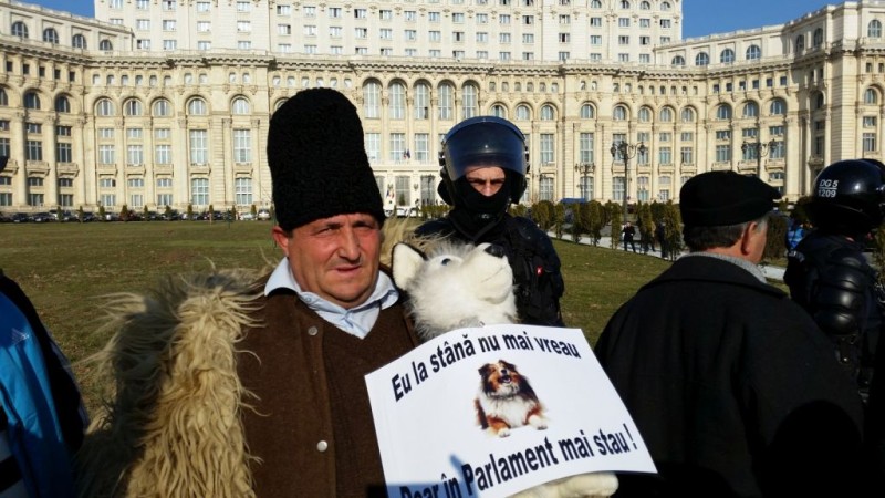 Guvernul amână aplicarea prevederilor referitoare la numărul de câini la stână și pășunat