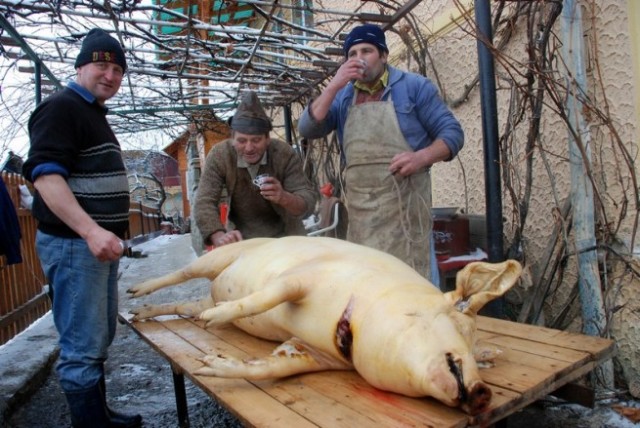 După sacrificarea porcilor de Crăciun trebuie făcut testul pentru trichineloză, avertizează inspectorii Direcţiei Sanitar-Veterinare