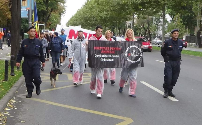 Pedepse de până la şapte ani de închisoare pentru maltratarea animalelor