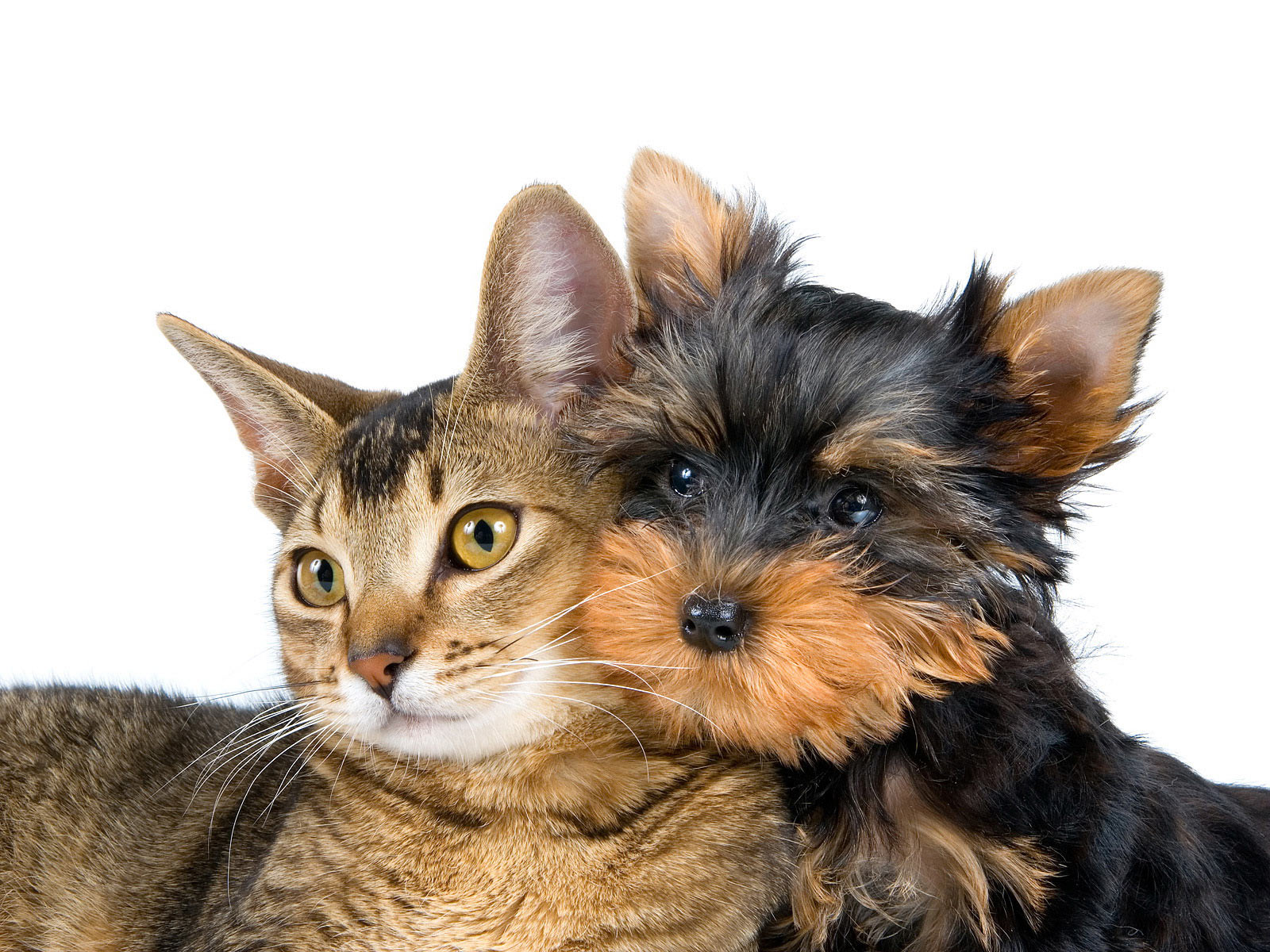 Un cabinet veterinar din Constanţa efectuează sterilizări gratuite