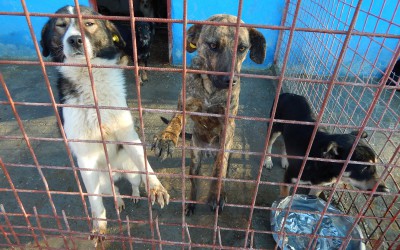 Voluntarii se mobilizează pentru salvarea câinilor de la Biobază