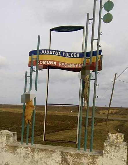 TULCEA: Veşti proaste pentru bestiile care torturează şi ucid animalele