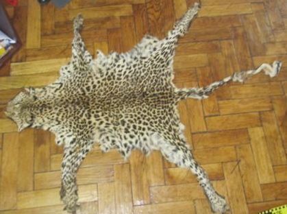 CONSTANȚA. Trafic de fildeș și blănuri de leopard