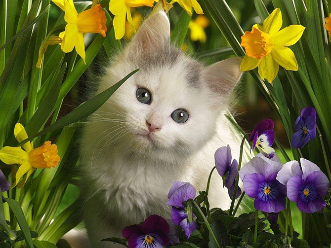HOROSCOP, 28 februarie 2016