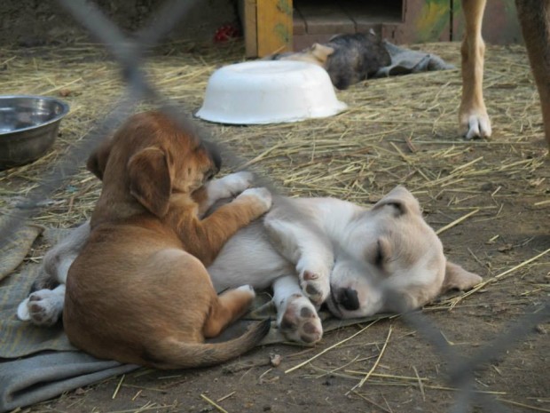 Audio: ”Un prieten” adevărat poate fi întâlnit la biobazele canine
