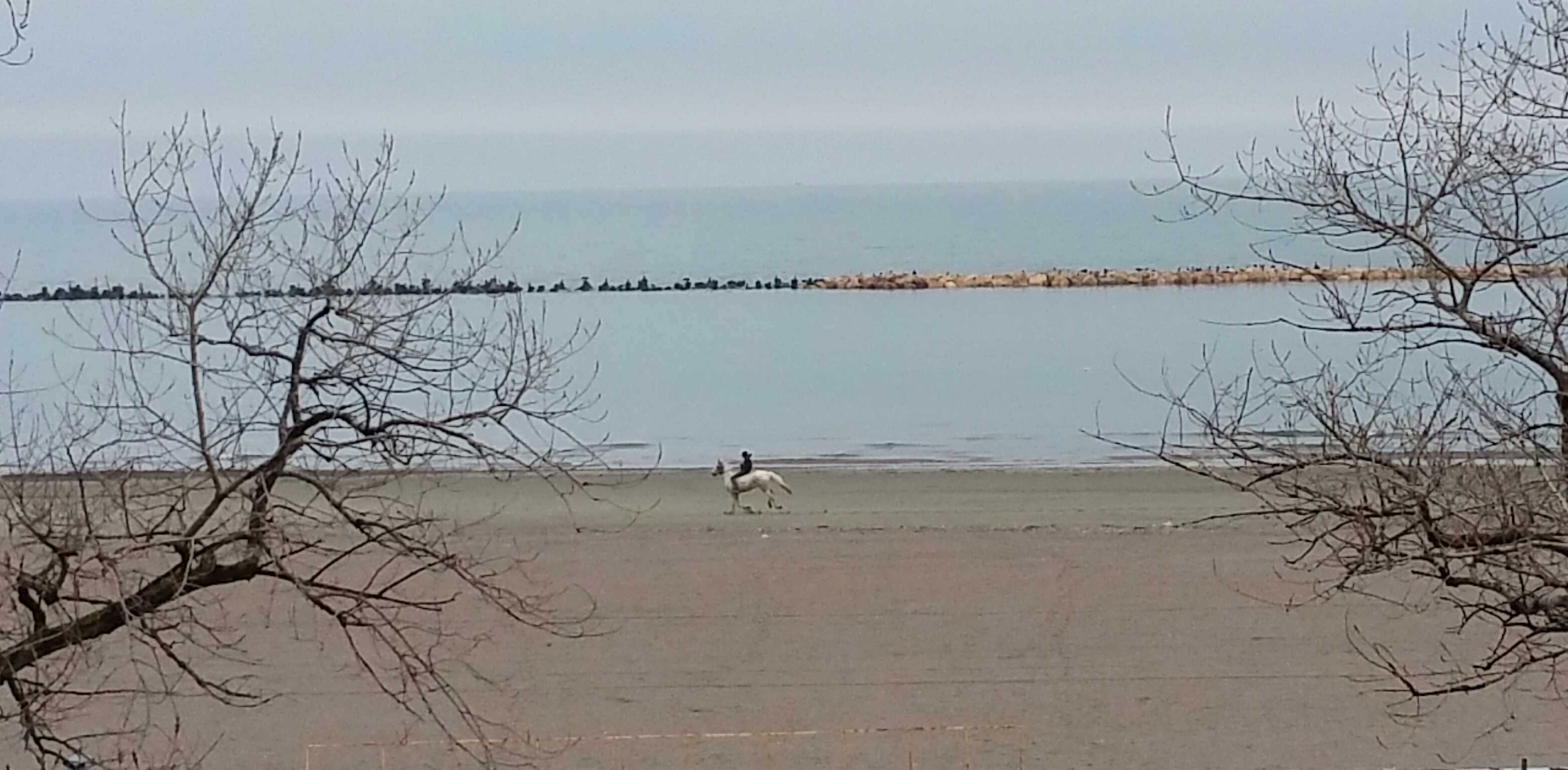 VIDEO: La galop, pe plaja pustie din Mamaia