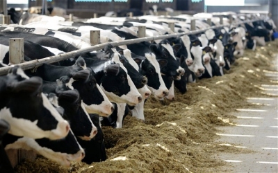 AUDIO – 250 de euro pe animal, subvenție UE pentru fermieri