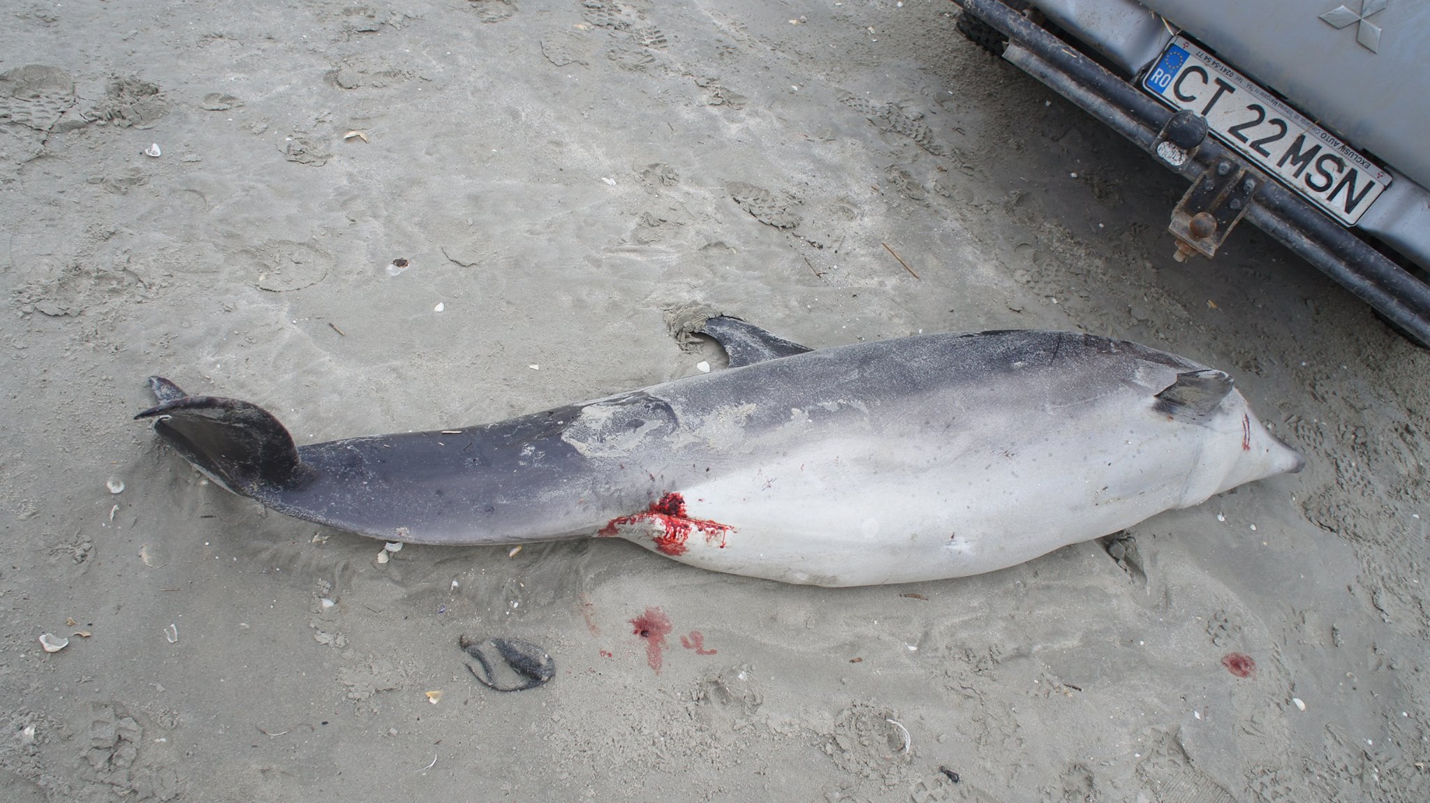 Încă un delfin eșuat pe o plajă din Mamaia