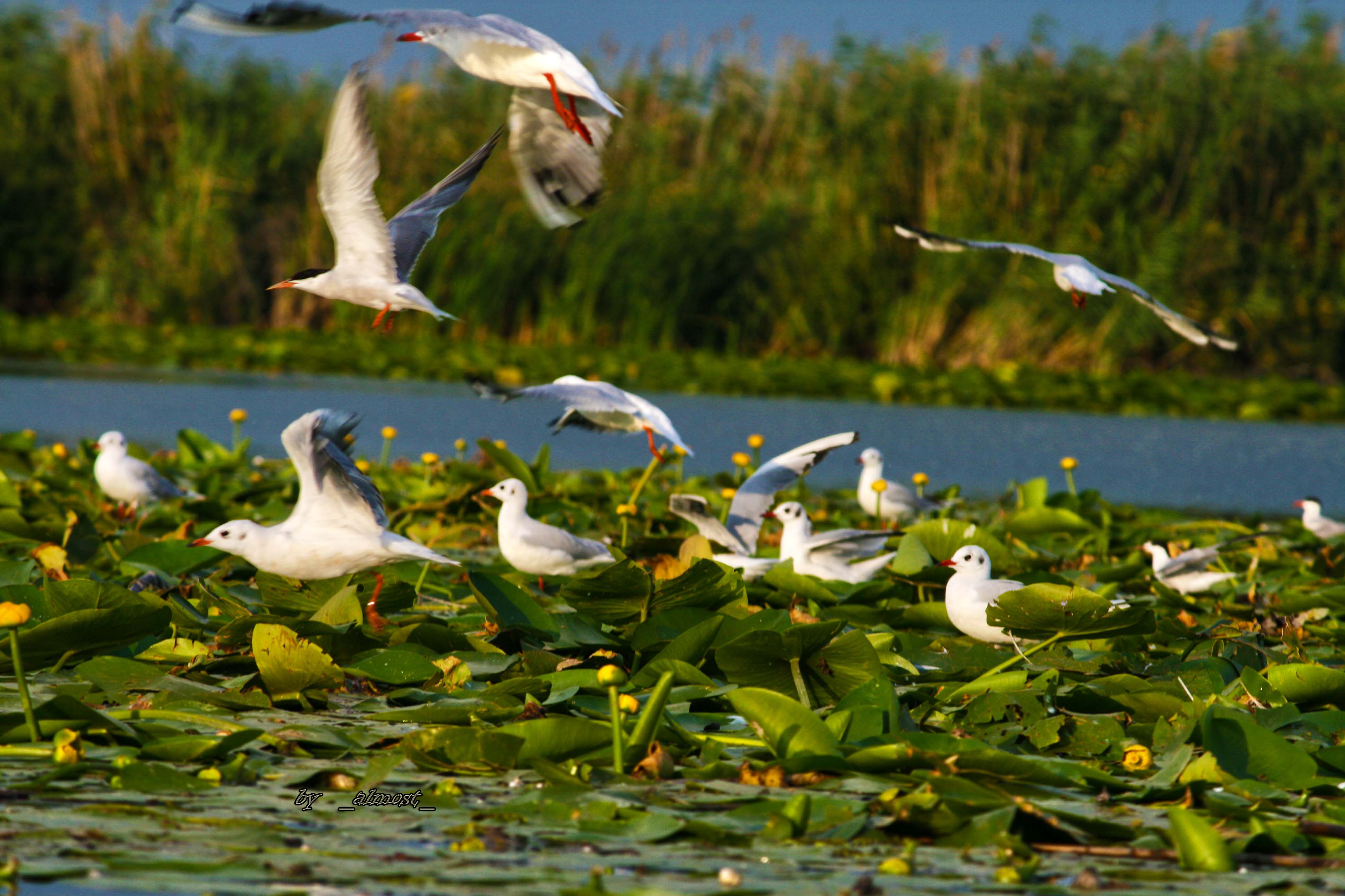 În Deltă se promovează turismul ecologic