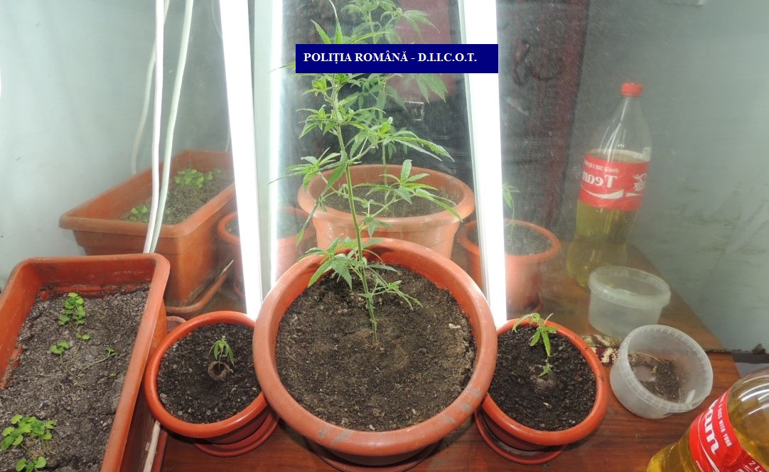 Traficant de cannabis din Constanţa, demascat de poliţiştii şi procurorii din Tulcea
