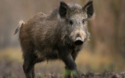 Probele prelevate de la mistreţii din Deltă, negative la pesta porcină africană