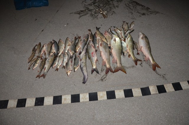 Peşte braconat, vândut la drumul mare