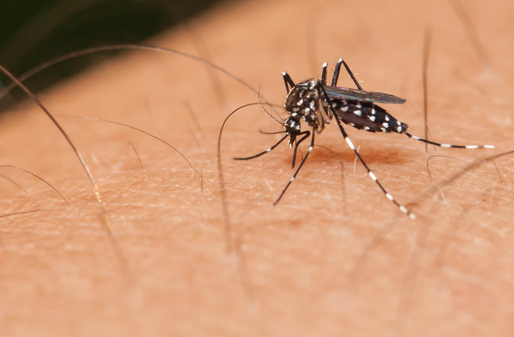 La un pas de PANDEMIE. Zika, urgenţă mondială