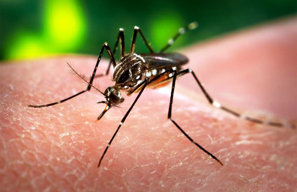 VIRUSUL ZIKA FACE RAVAGII ! Nu există, încă, remediu împotriva acestuia