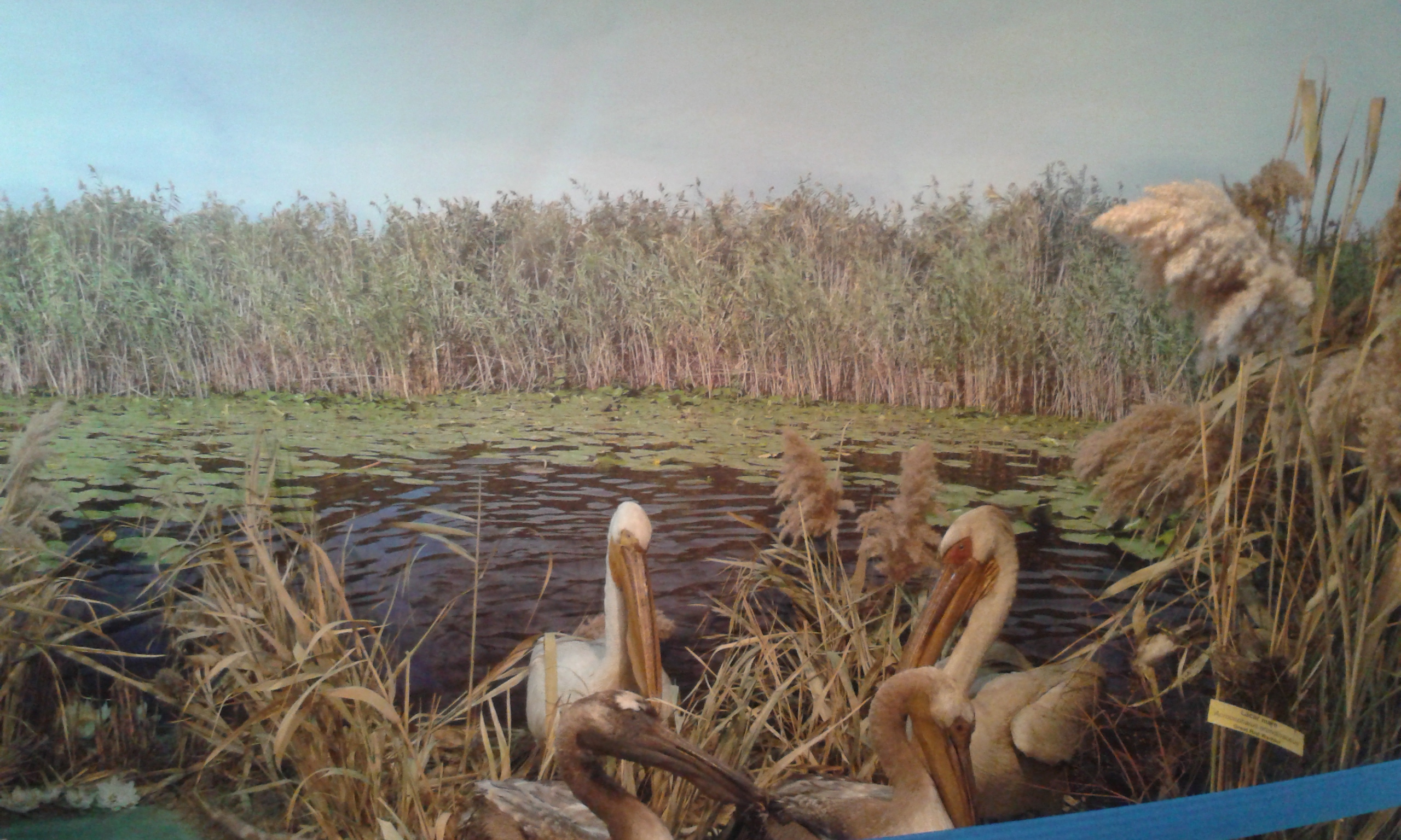 AUDIO: Stațiunea de Cercetări Ecologice din Sulina a fost modernizată