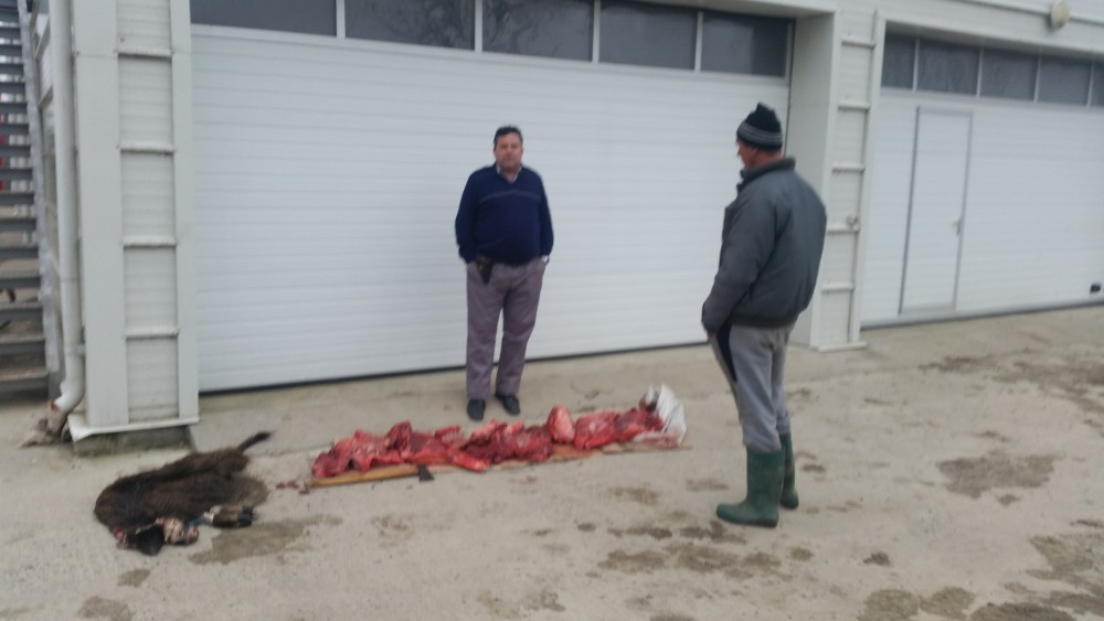 Doi tulceni au poftit la carne de mistreț braconat – foto